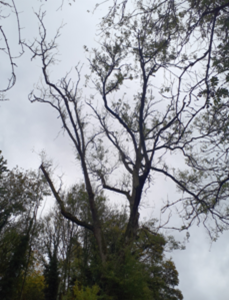 Treetops against sky